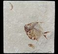 Fossil Fish (Pos/Neg) - Hakel, Lebanon #70437-3